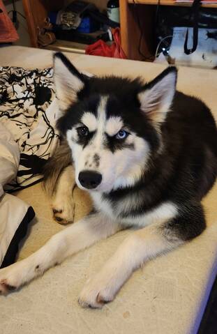 Blowing coat hot sale