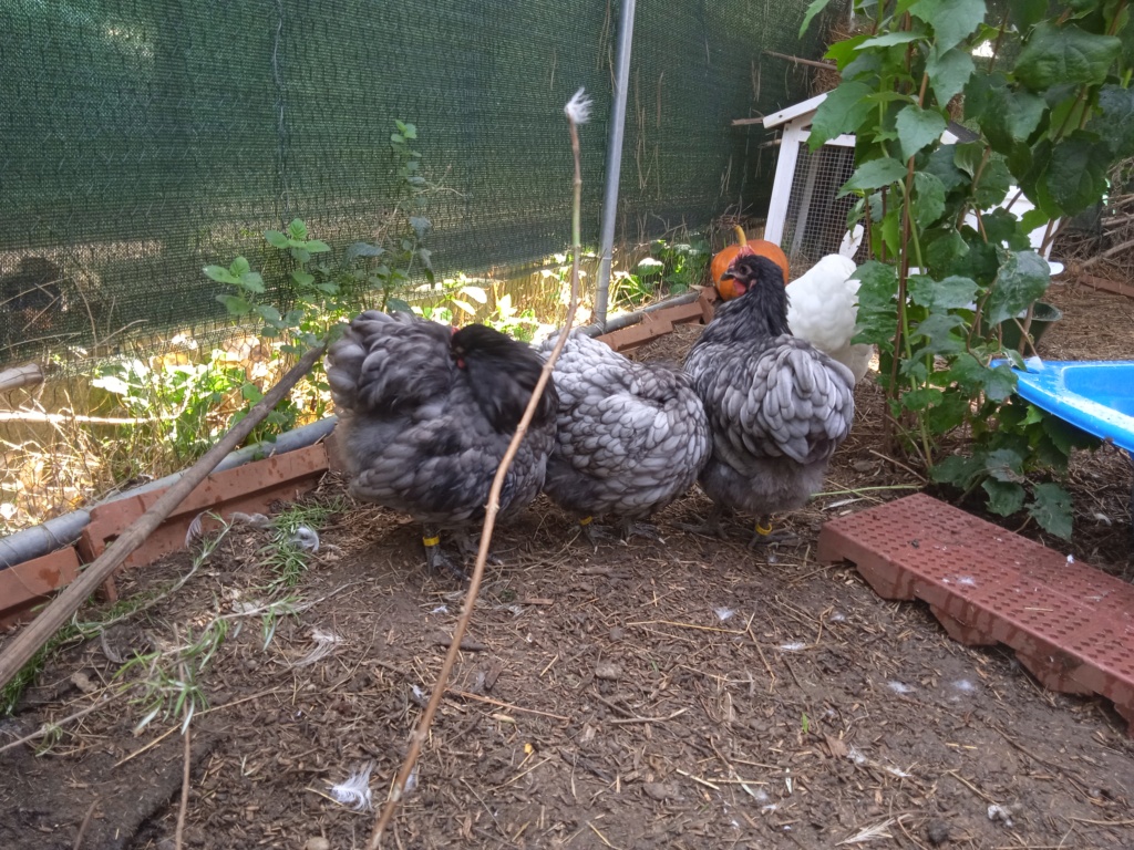 Identification poule ou coq orpington Img_2019