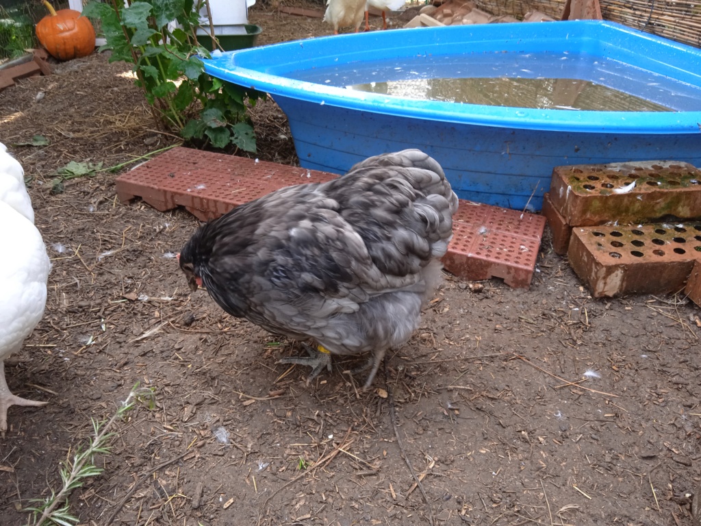 Identification poule ou coq orpington Img_2023