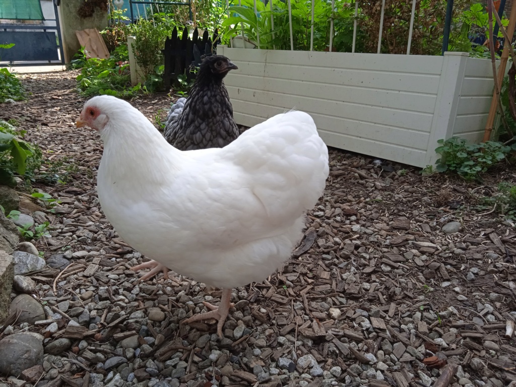 Identification poule ou coq orpington Img_2025