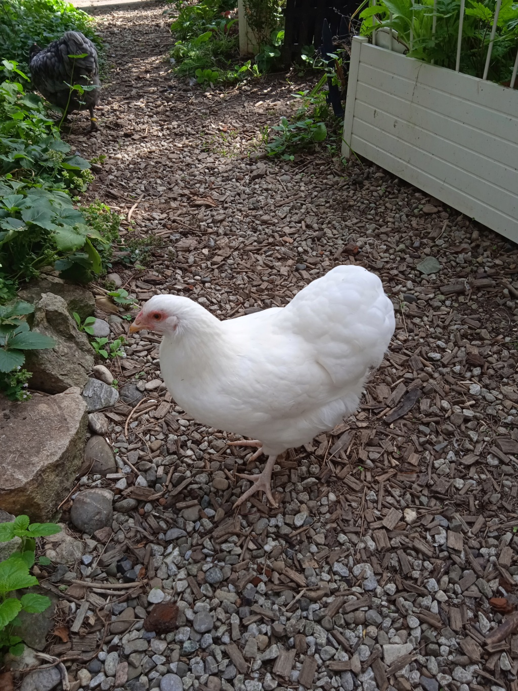 Identification poule ou coq orpington Img_2027
