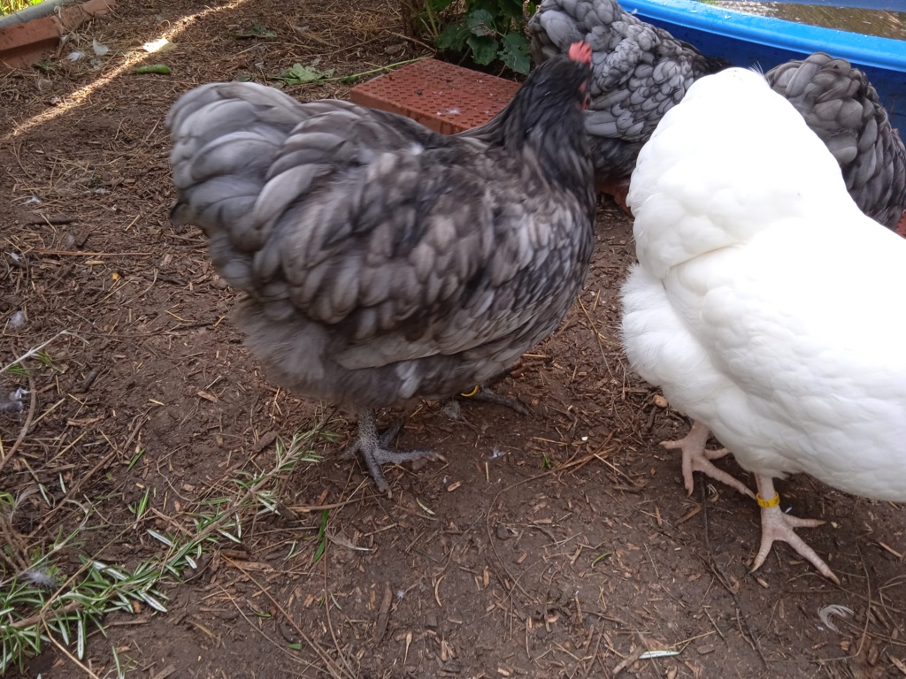 Identification poule ou coq orpington Img_2028