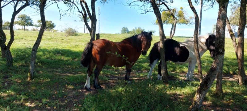 OSCAR - ONC poney né en 2002 - adopté en octobre 2019 par Carol 20230933
