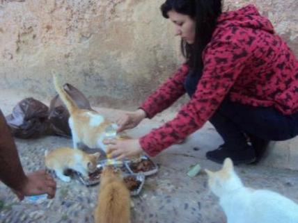 Colectte pour les chiens et chats du Maroc "Commentaire" Hajar511