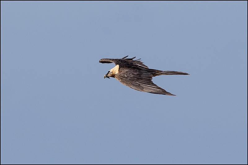 Photos de Fisher24 : maj du 20/01/16 (Le Teich) - Page 37 Img_9112