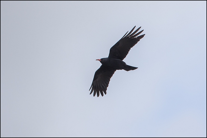 Photos de Fisher24 : maj du 20/01/16 (Le Teich) - Page 37 Img_9210