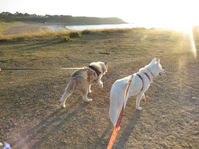 Yocco et Anook en Bretagne 01_ano10