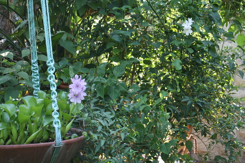 Eichhornia crassipes - jacinthe d'eau Eichor10