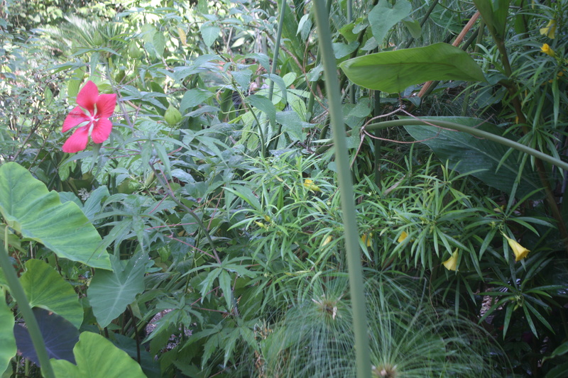 Cascabela thevetia (= Thevetia peruviana) Hibisc10