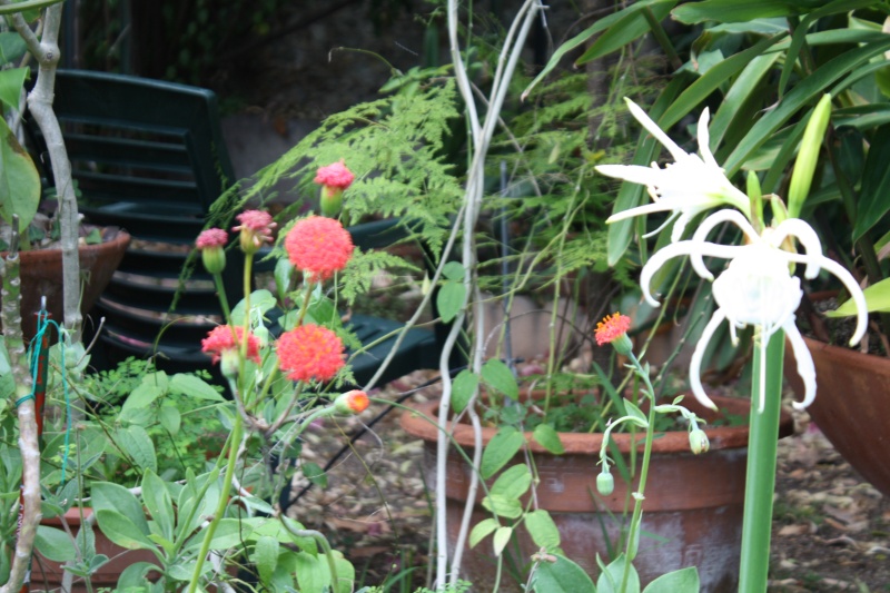 Ismene x deflexa (= Hymenocallis x festalis) - ismène Img_6210