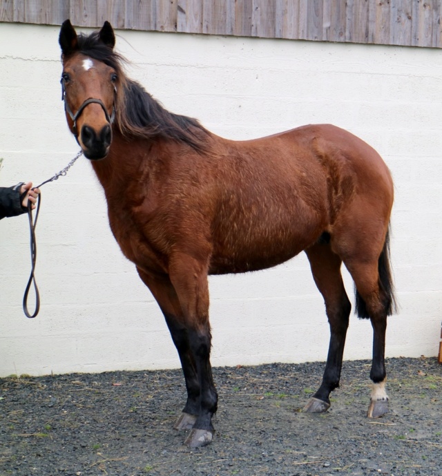 [VENDUE CELINE] ABRONIA Tf Pure race PP 14ans  Une chevelue charmeuse  Abroni12