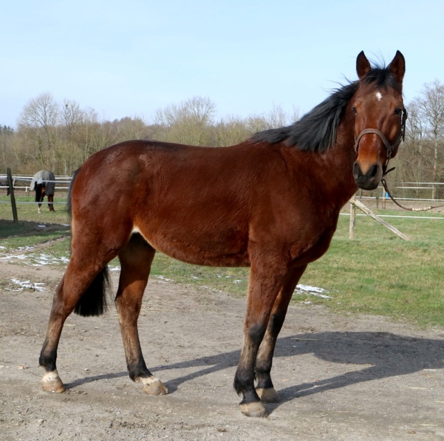 [PLACE DELPHINE] COKTO  Un cheval école et plus si affinités Cokto_18