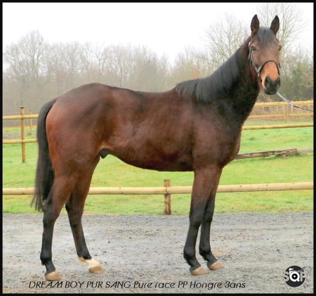 [PLACE SOLTANE] DREAM BOY Pur Sang Hongre 3ans feeling et impulsion  Dream_11