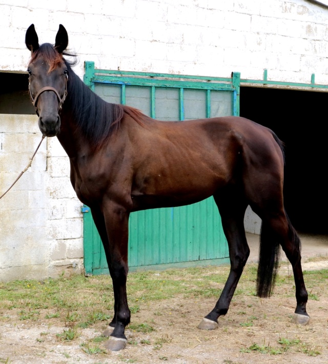 [PLACE NADEGE] GISMOND  Dormir au pied de son cheval ...... Gismon15