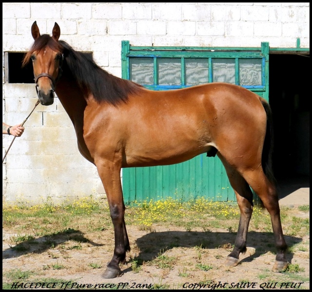 [PLACE AURELIA] HACEDECE Un vrai poney couleur caramel  Hacede10