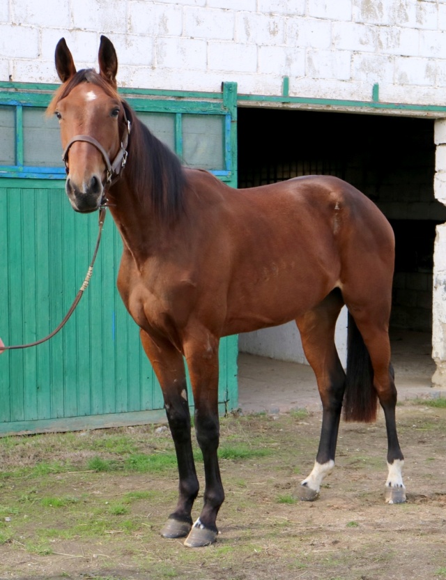 [PLACEE PAULIANE] HINDRA Sensibilité et grande douceur cachée Hindra13