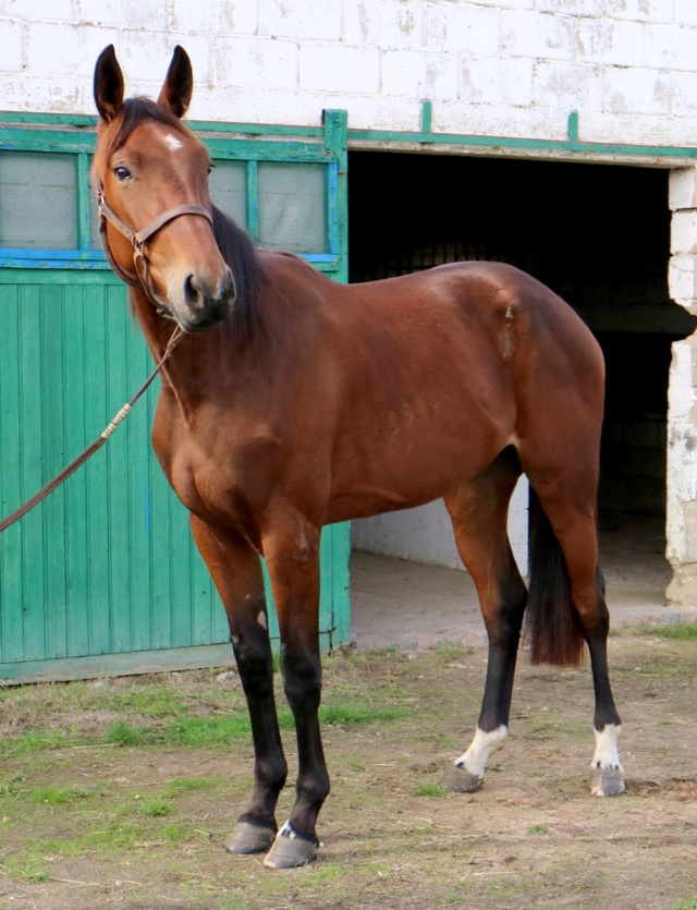 [PLACEE PAULIANE] HINDRA Sensibilité et grande douceur cachée Hindra18