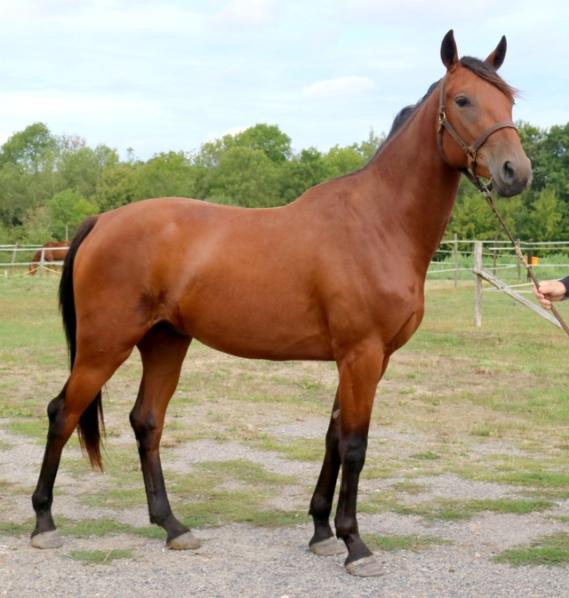 HORUS Tf Pure race PP 2ans Beau comme un faucon ce dieu horus ! Horus_16