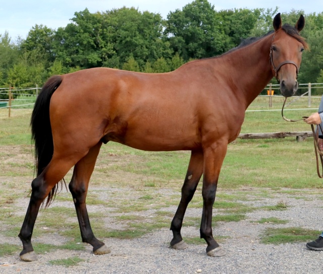 HORUS Tf Pure race PP 2ans Beau comme un faucon ce dieu horus ! Horus_17
