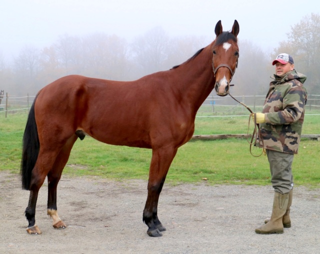 [PLACE LISON] HUNGRY Un cheval facile, assidu et volontaire Hungry16