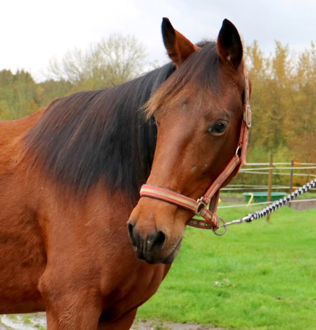 [PLACE JADE] HURRICANE Le trotteur qui ne sait que galoper  Hurric12