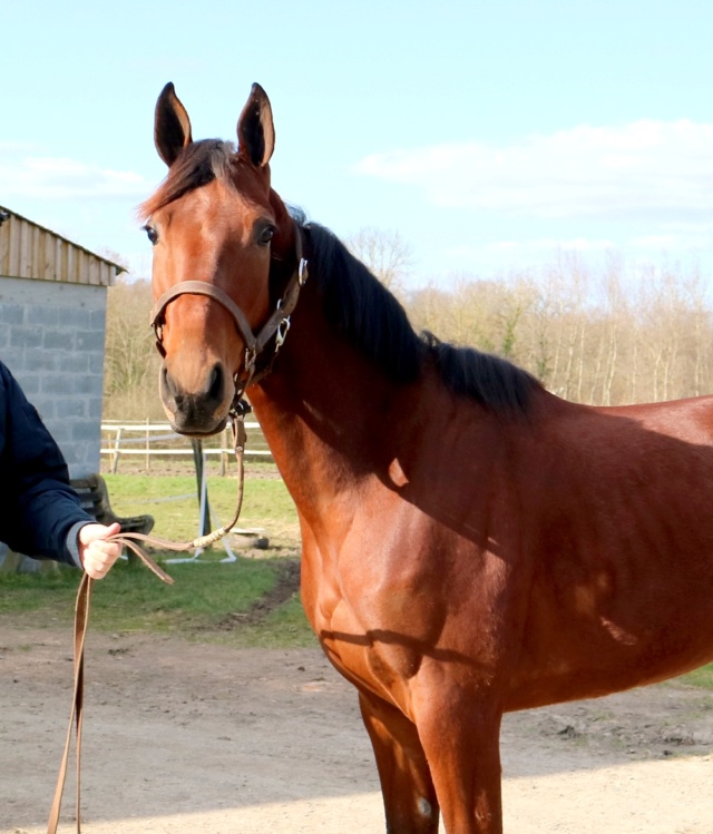 [PLACEE] INCREDIBLE Trotteur Français  Docile et disciplinée  Incred16