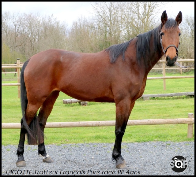 [VENDUE CHRISTINE] JACOTTE Tf Pure race PP 4ans Malice et complice  Jac_110