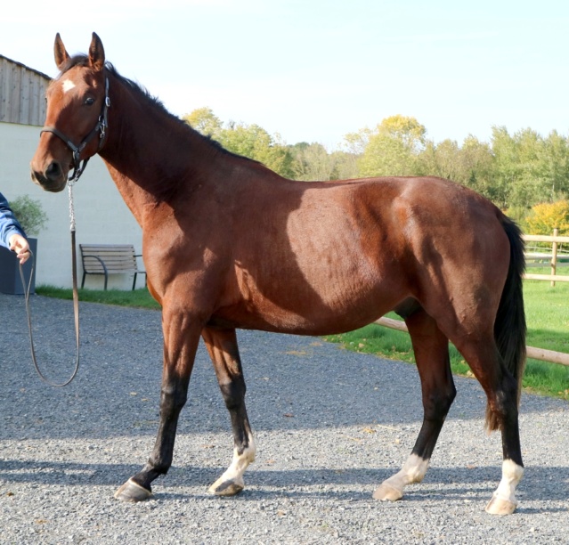 [PLACE CAMILLE] KERLOU Tf 2ans Un jeune cheval à chouchouter  Kerlou13