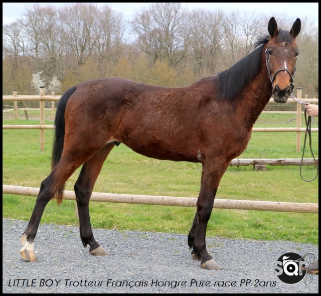 [RESERVE SAMANTHA] LITTLE BOY Tf  Pure race PP 2ans Il va sauter !!!! Little10