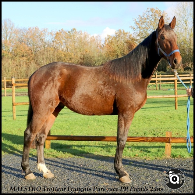 [VENDU BENOIT] MAESTRO Tf Pure race PP Prends 2ans Gentillesse au rendez vous ! Maestr10