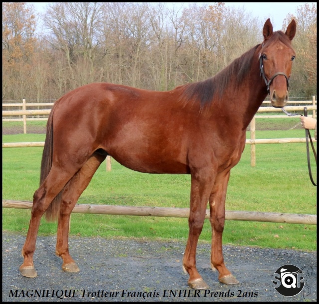 [VENDU ELOISE ANTHONY] MAGNIFIQUE Tf  pure race pp Prends 2ans Magnifique  Magnif12