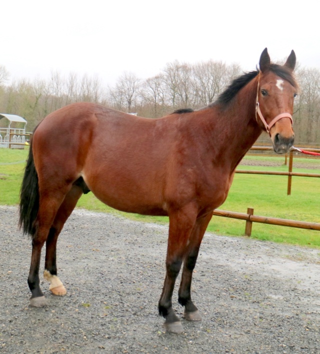 [VENDU  AMANDA] MISTER Tf Pure race PP Entier 2ans Hyper bien dans sa vie sans mystère ! Mister16