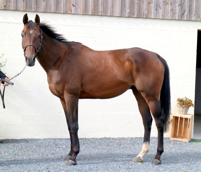 [VENDU GWENDOLINE] PREMIER AMOUR Pur Sang 6ans Un cheval parfait très attachant Premie12