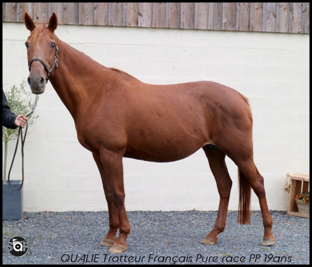 [VENDUE CHARLENE] QUALIE Tf Pure race PP 19ans Une super tata adorableee  Qualie10