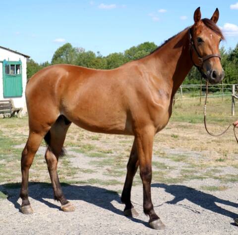 Cheval top couleur caramel