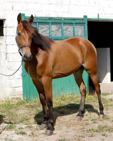 Cheval clearance couleur caramel