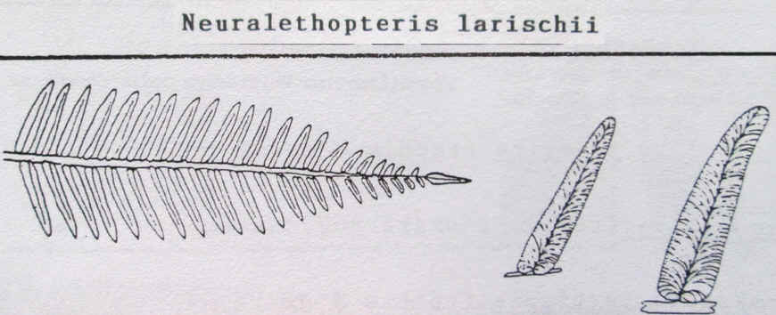 Neuropteris (Brongniart ) Sternberg , 1825. Img_0411