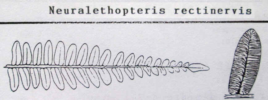 Neuropteris (Brongniart ) Sternberg , 1825. Img_0412