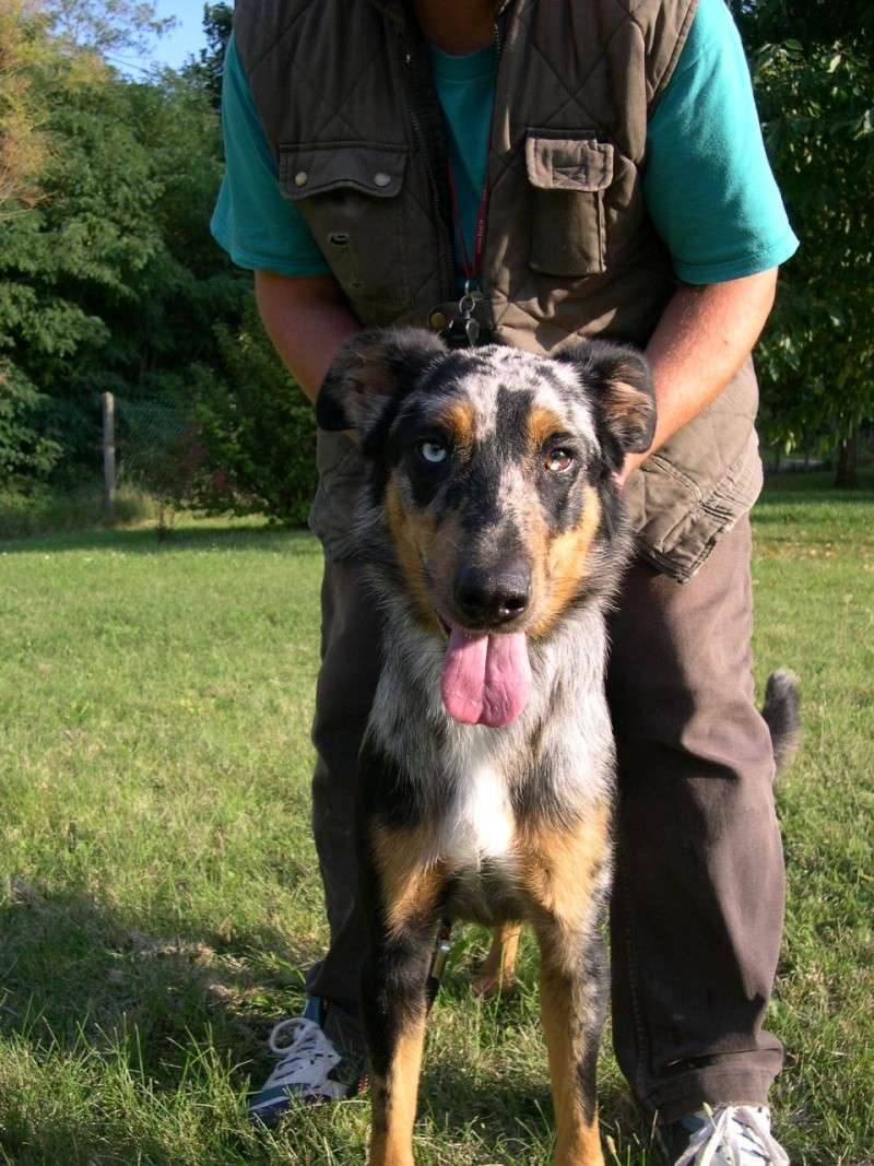 YALLA - femelle 10 mois x beauceron arlequin husky? (89) Dscn2313