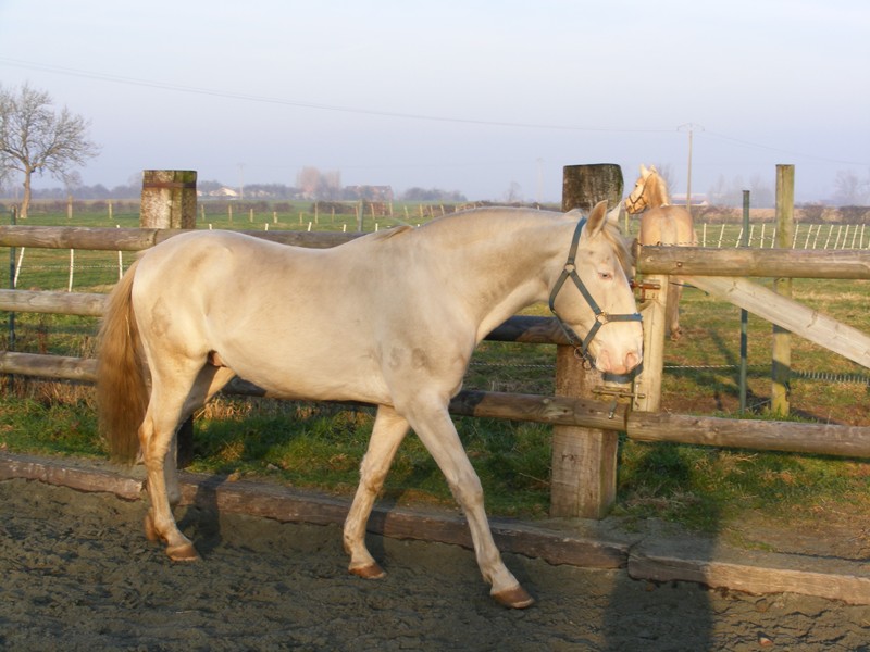 AMOROSO entier 16 ans - gardé par sa propriétaire Dscf1510