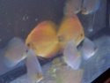 Mes petits discus en grossissement 100_3514