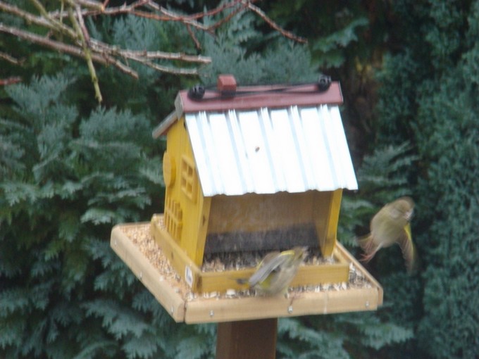 oiseaux de mon jardin 2011 Dsc05421