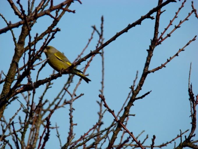 oiseaux de mon jardin 2011 Dsc05617