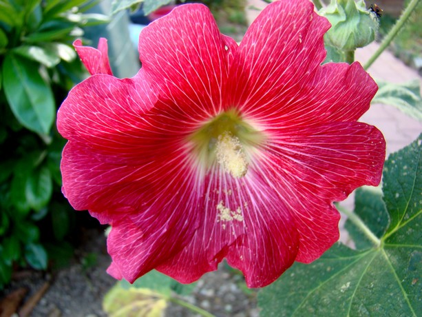 fleurs de mon jardin Etang234