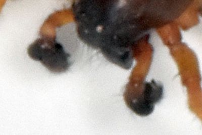 Gnaphosidae : Drassodes ? [Clubionidae : Clubiona sp.] Pydipa11