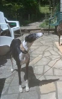 Careta grande galga noire et blanche, bientôt 6 ans.Scooby France  Adoptée  - Page 3 13618210