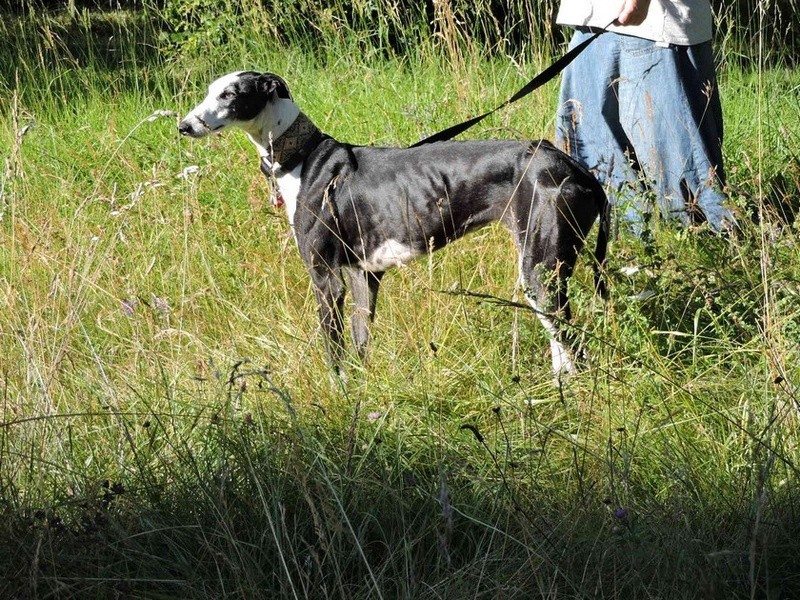 Careta grande galga noire et blanche, bientôt 6 ans.Scooby France Adoptée - Page 4 Aa10