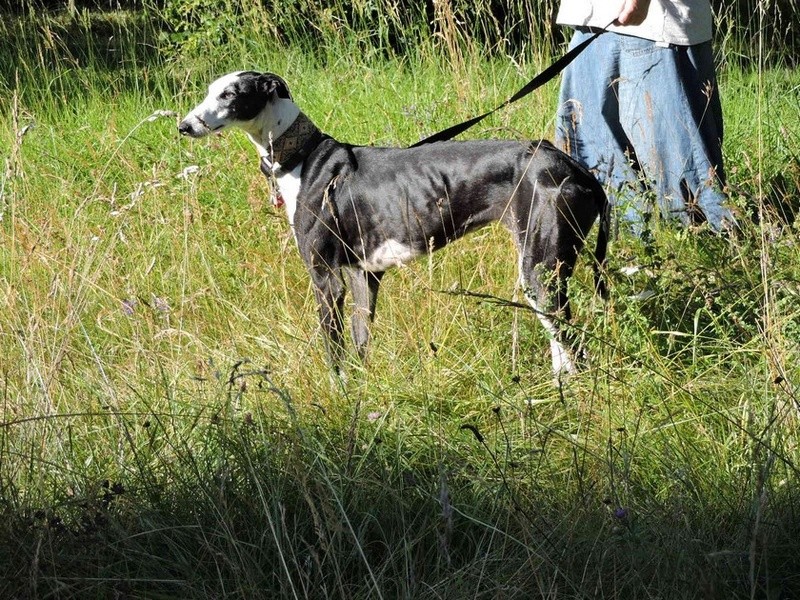 Careta grande galga noire et blanche, bientôt 6 ans.Scooby France  Adoptée  - Page 4 Aa10