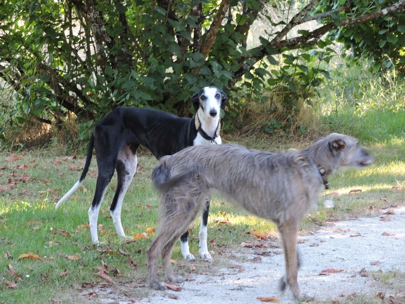 Careta grande galga noire et blanche, bientôt 6 ans.Scooby France  Adoptée  - Page 4 Dscn4510