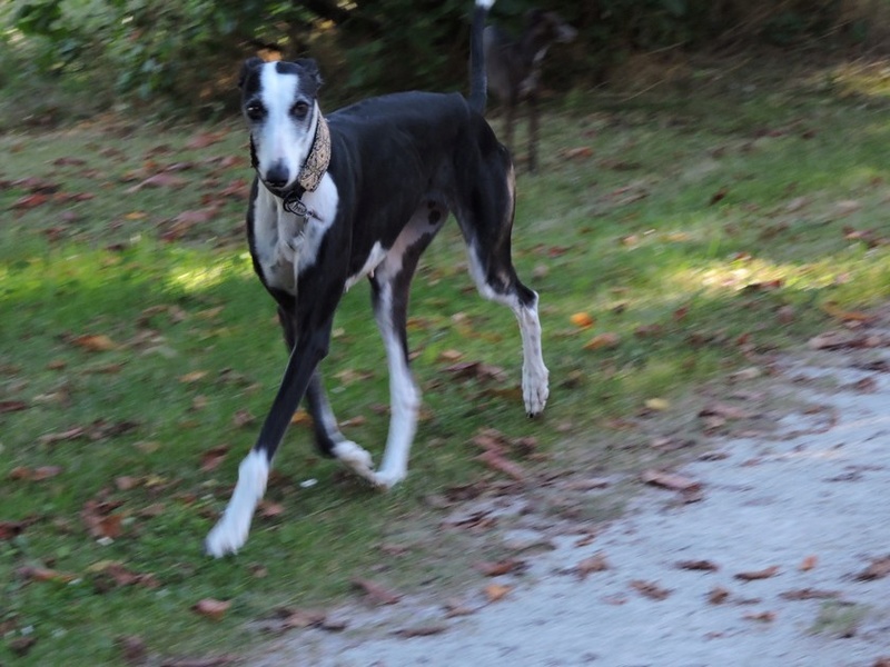 Careta grande galga noire et blanche, bientôt 6 ans.Scooby France  Adoptée  - Page 4 Dscn4511